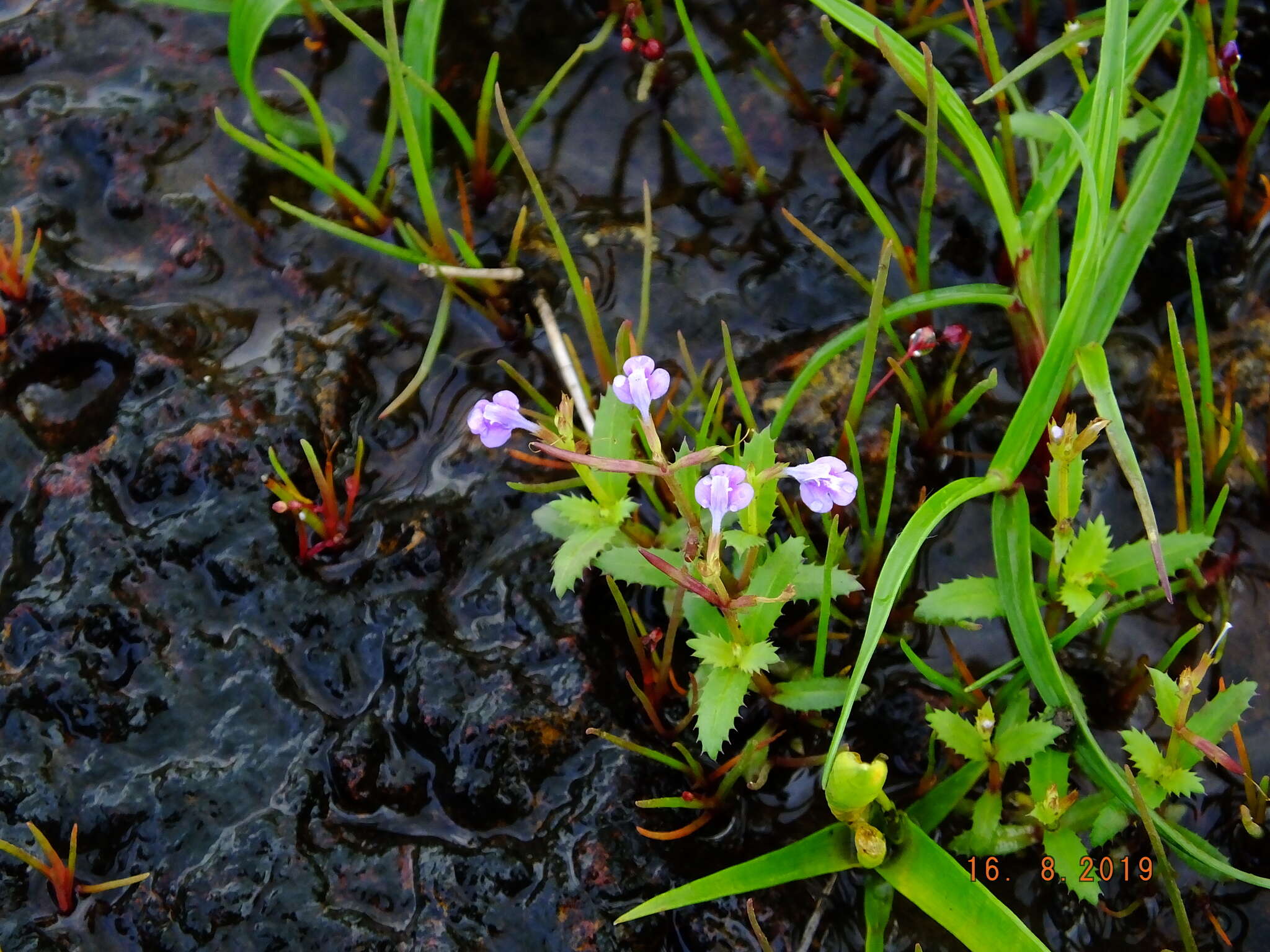 Image de Bonnaya ciliata (Colsm.) Spreng.