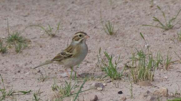 Image of Clay-colored Sparrow