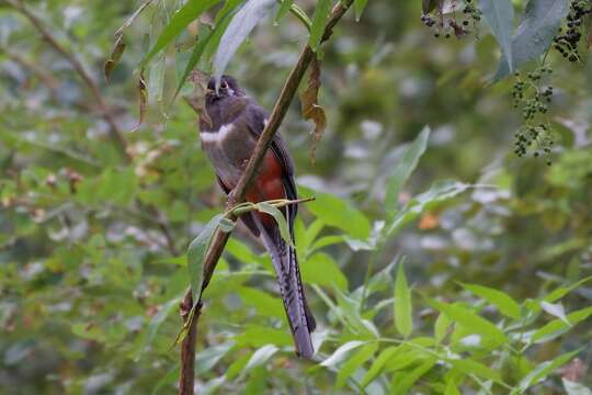 Слика од Trogon elegans Gould 1834