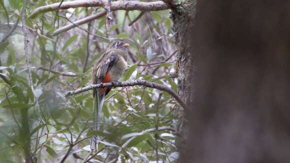 Imagem de Trogon elegans Gould 1834