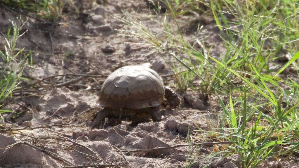 Plancia ëd Terrapene ornata (Agassiz 1857)