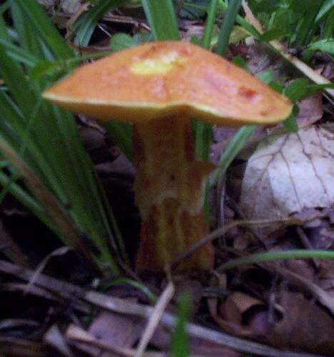 Image of Suillus grevillei (Klotzsch) Singer 1945