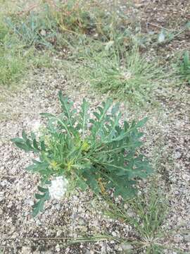 Image of Lepidium thurberi Wooton