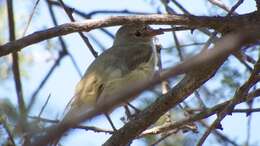 Image of Northern Beardless Tyrannulet