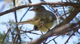 Image of Northern Beardless Tyrannulet