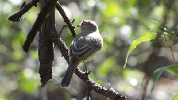 Image of Northern Beardless Tyrannulet