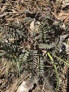 صورة Pedicularis semibarbata var. charlestonensis Pennell & Clokey