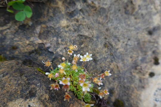 Saxifraga hariotii Luizet & Soulié的圖片