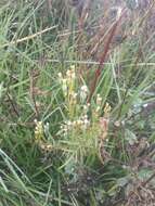 Image of Tagetes imbricata