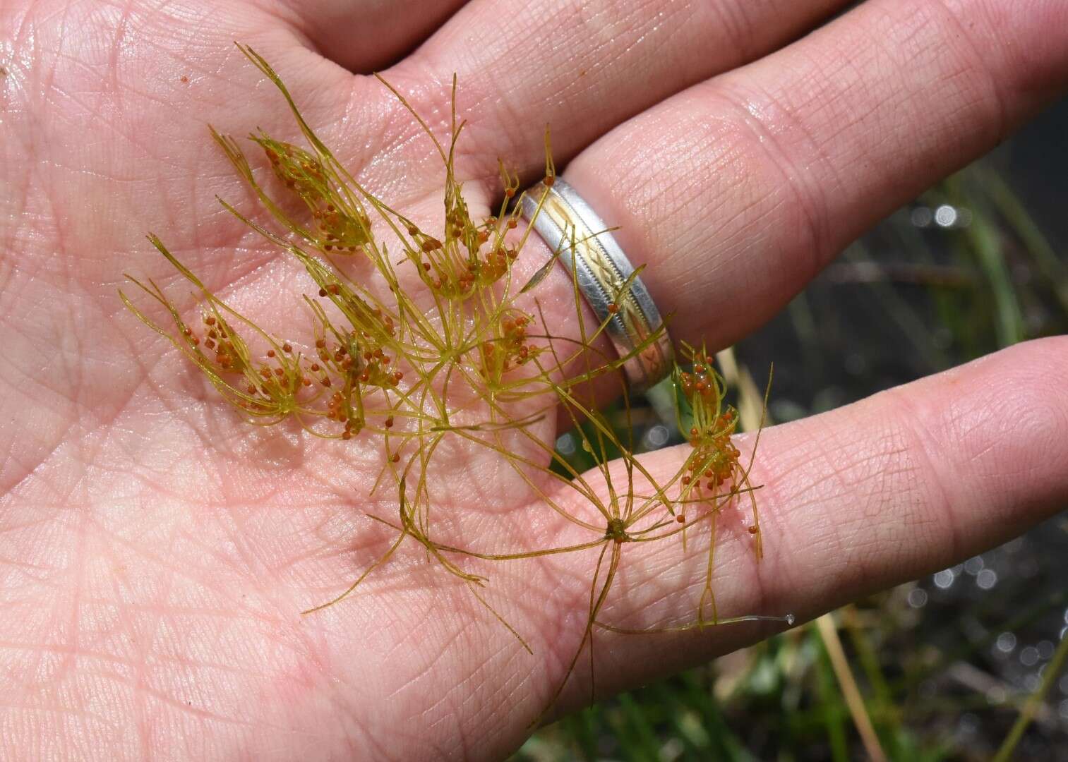 Image of Dark Stonewort