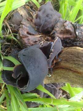 Image of Auricularia nigricans (Sw.) Birkebak, Looney & Sánchez-García 2013