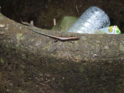 Image of Azure-tailed Skink