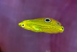 Image of Canary wrasse