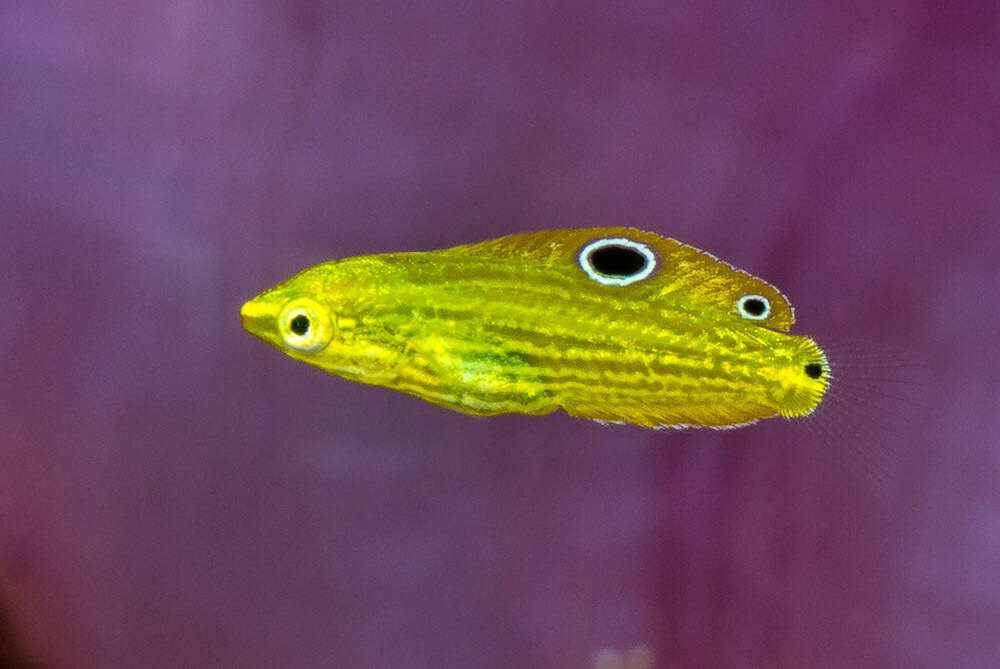 Image of Canary wrasse