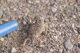 Image of Greater Short-horned Lizard