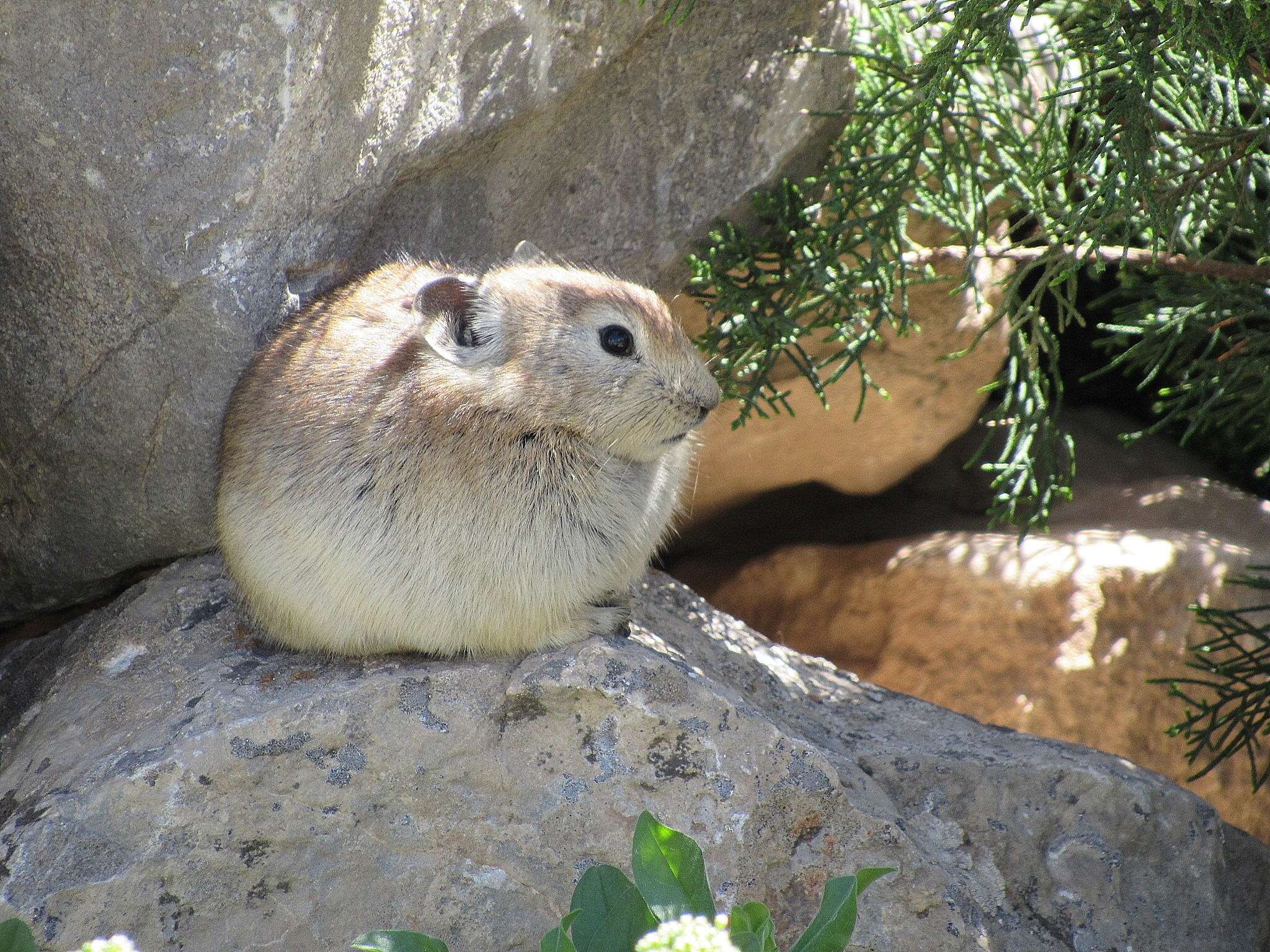 Image de Pika afghan