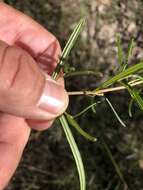 Image of Boronia splendida M. F. Duretto