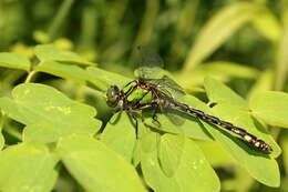 صورة Ophiogomphus aspersus Morse 1895