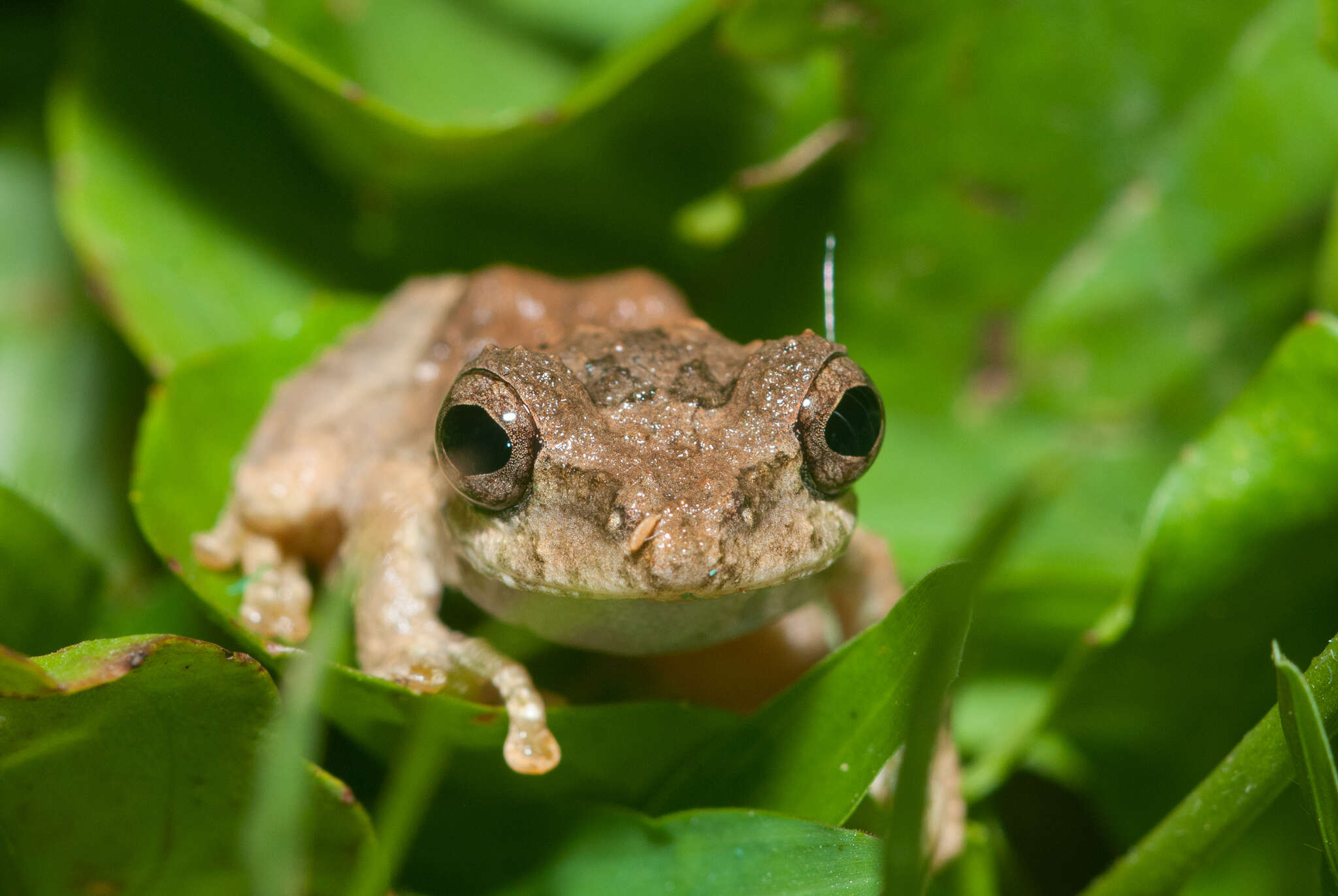 Image of Temple Tree Frog