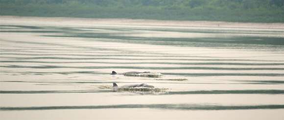 Image of Snubfin Dolphins