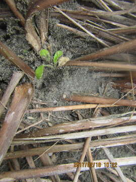 Image of Anoteropsis litoralis Vink 2002