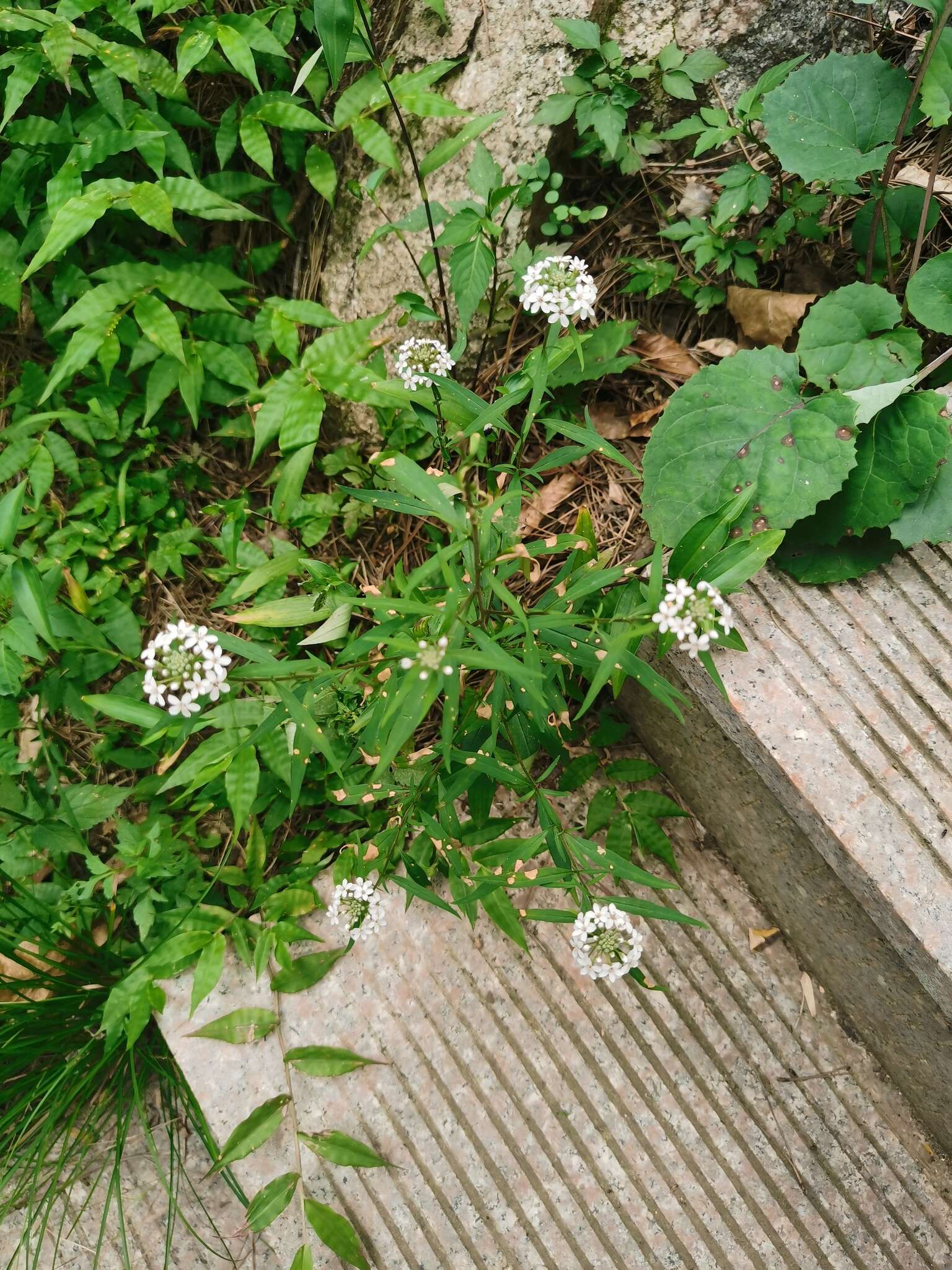 Image of Lysimachia pentapetala Bunge