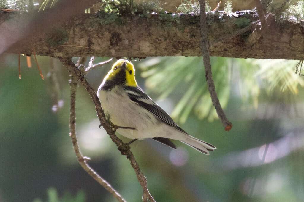 Image of Hermit Warbler