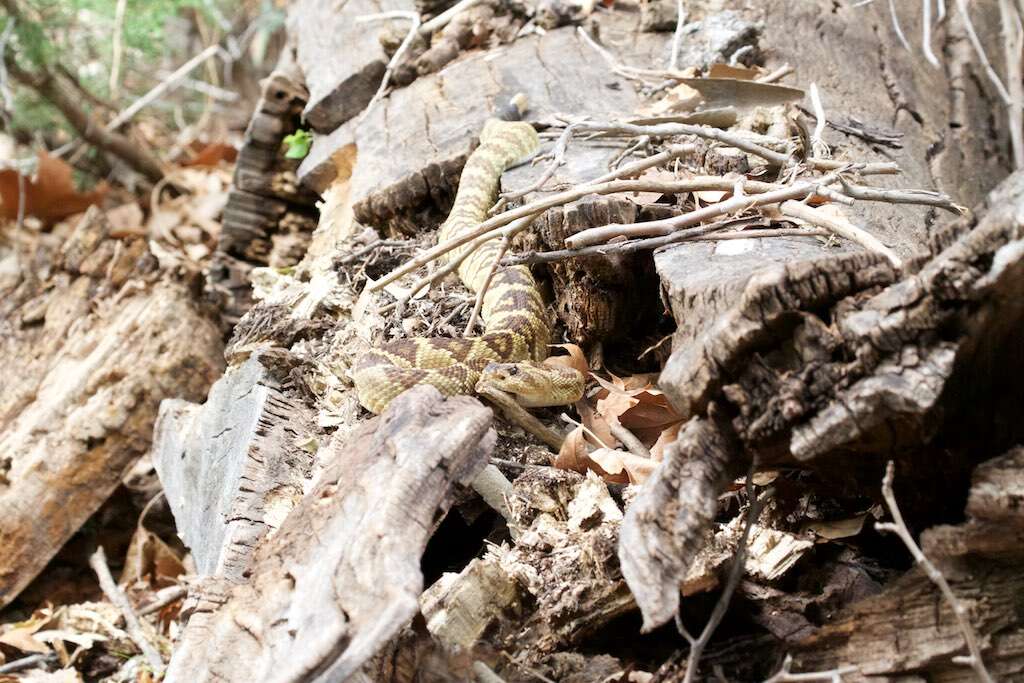 Image of Blacktail Rattlesnake