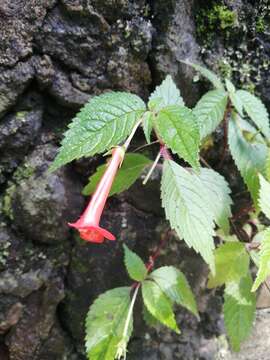 Image of Achimenes heterophylla (Mart.) DC.