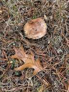 Image of Tricholoma albobrunneum (Pers.) P. Kumm. 1871