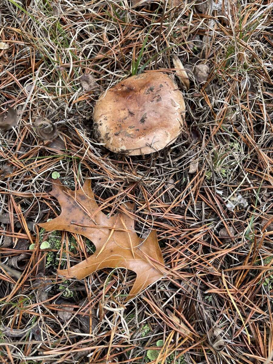 Image of Tricholoma albobrunneum (Pers.) P. Kumm. 1871