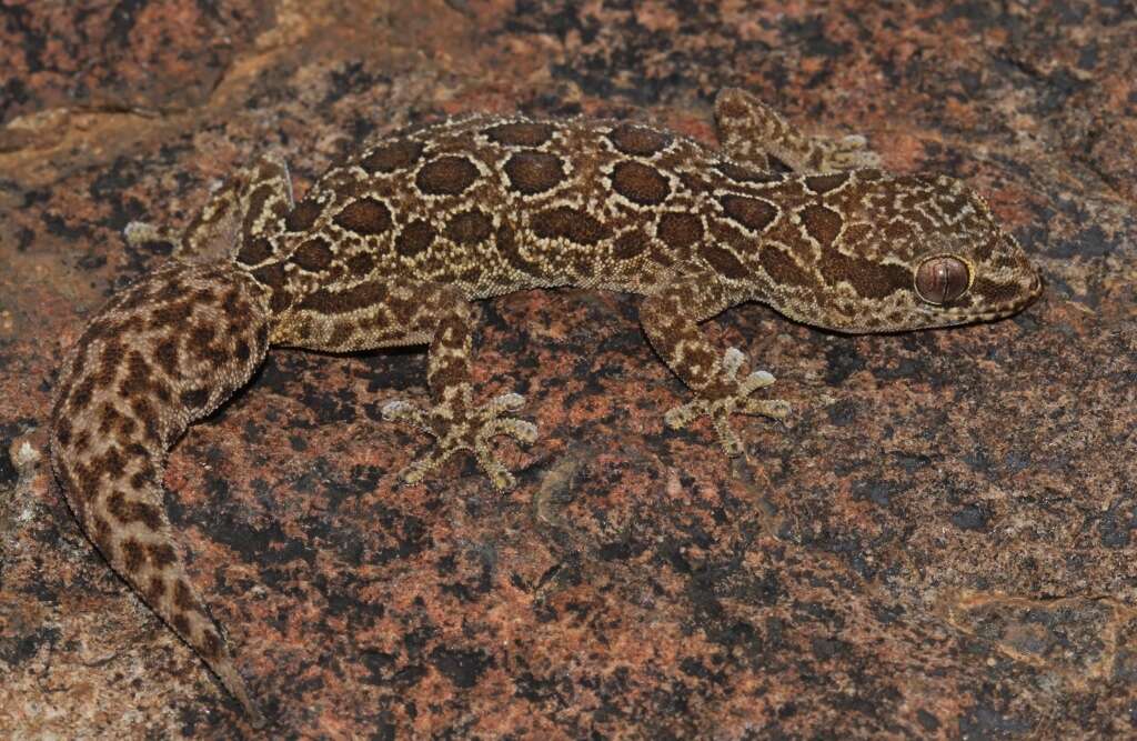 Image of Inland Thick-toed Gecko