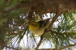 Image of Hermit Warbler