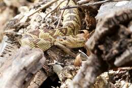 Image of Blacktail Rattlesnake