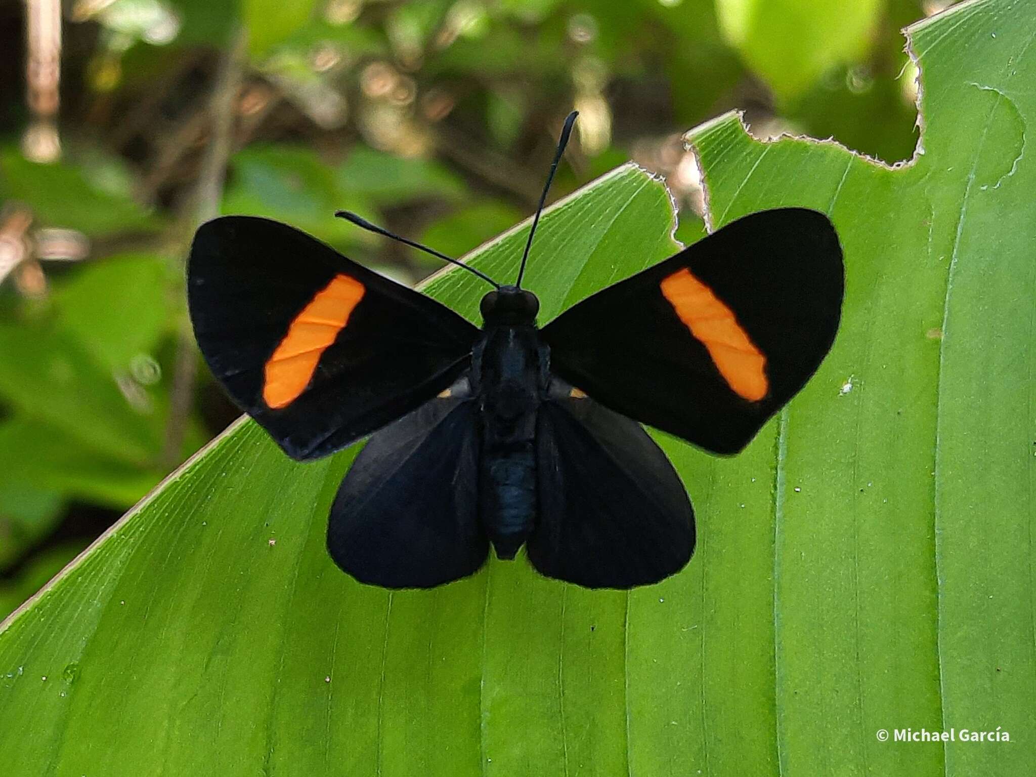 Image of Isapis agyrtus (Cramer (1777))