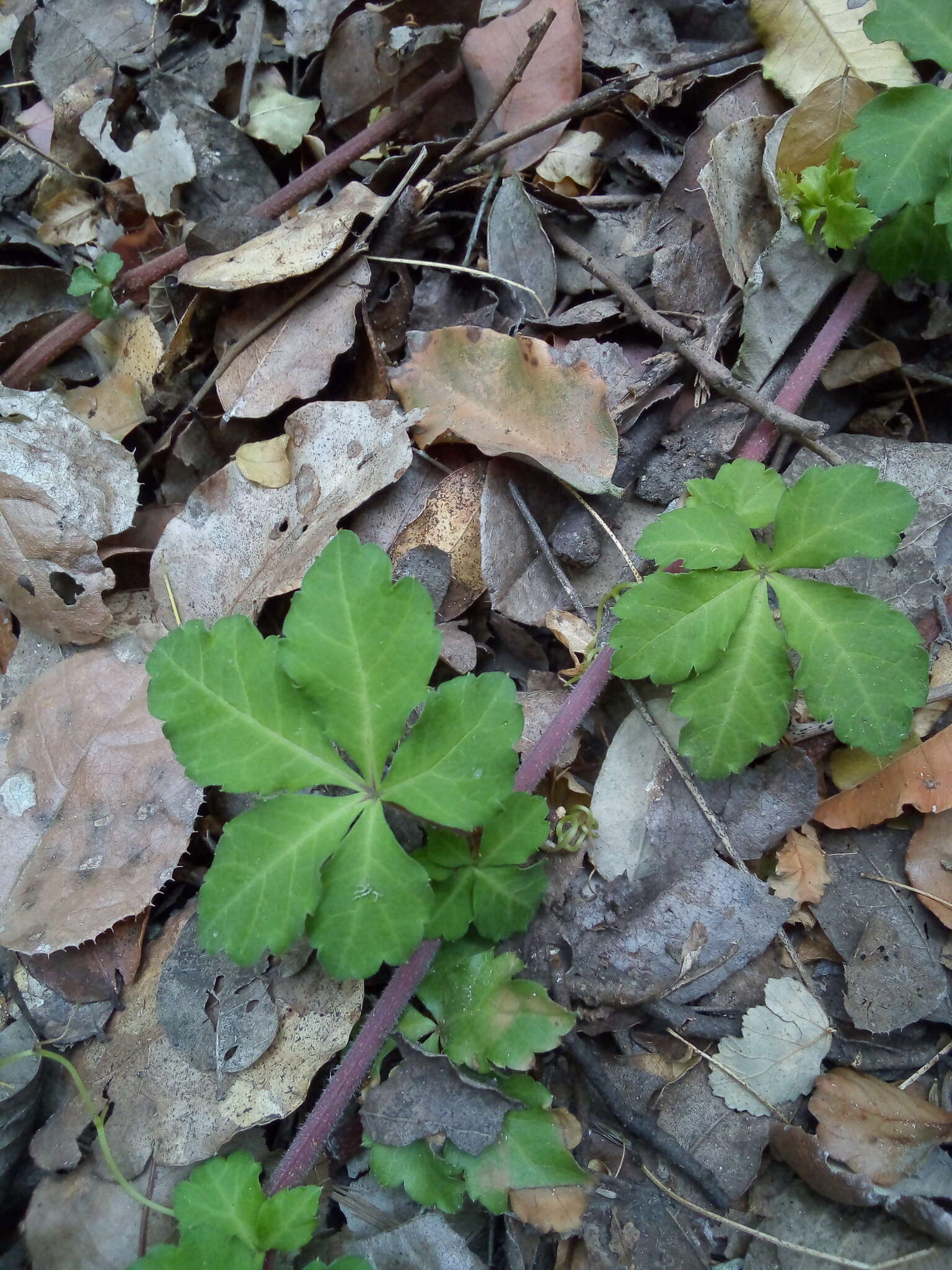 Image of Clematicissus striata subsp. striata