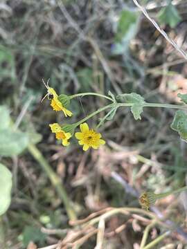 Image of Perityle cuneata Brandeg.