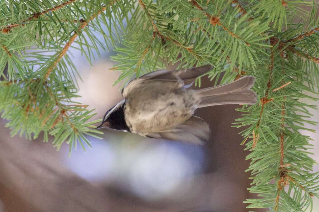 Image of chickadees and titmice