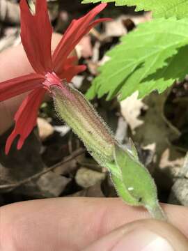 Image of Silene virginica var. virginica