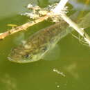 Image of Sacramento Perch