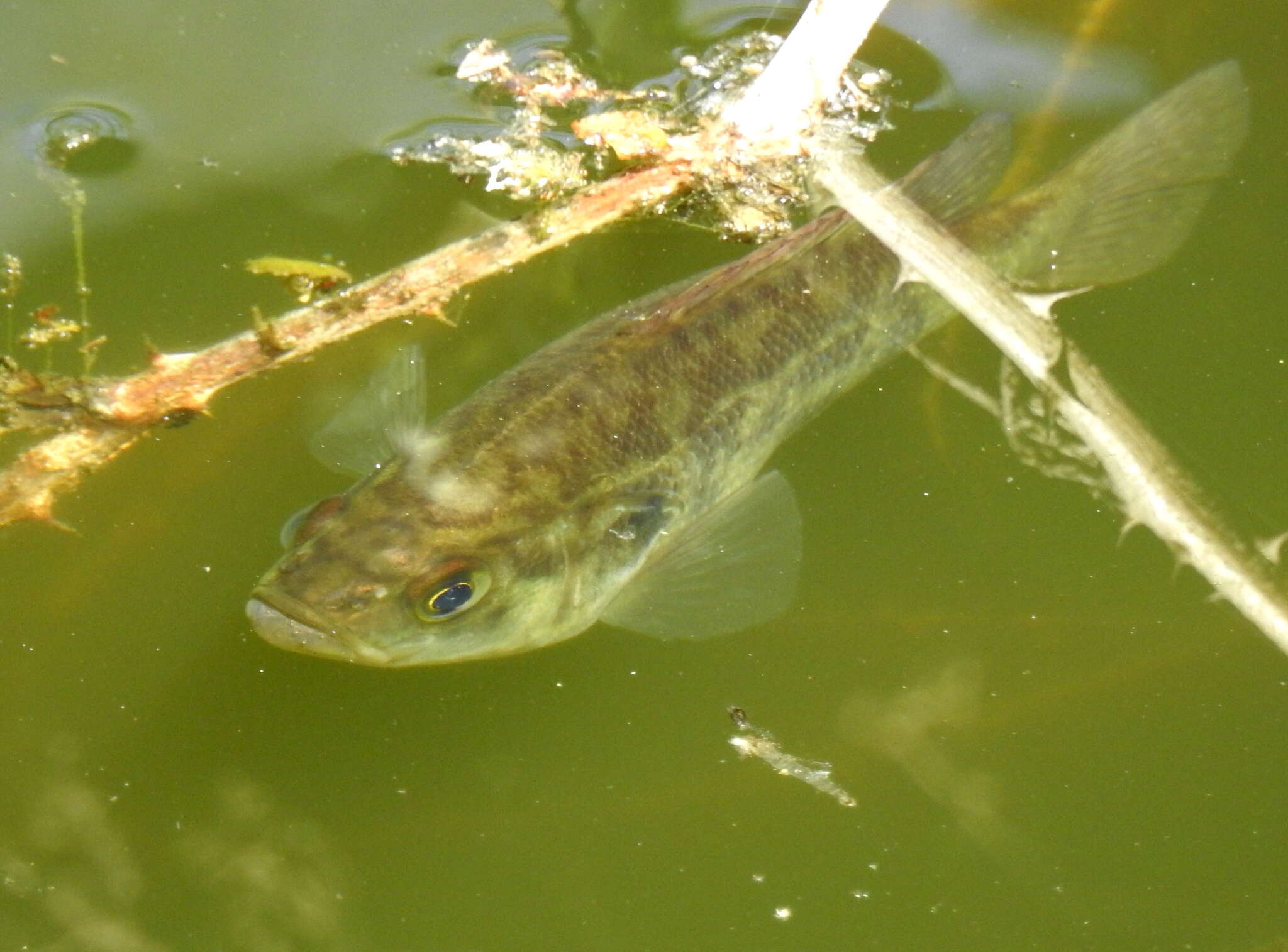 Image of Sacramento Perch