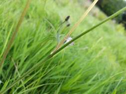 Image of grass rivulet