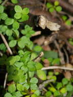 Image of Galium propinquum A. Cunn.