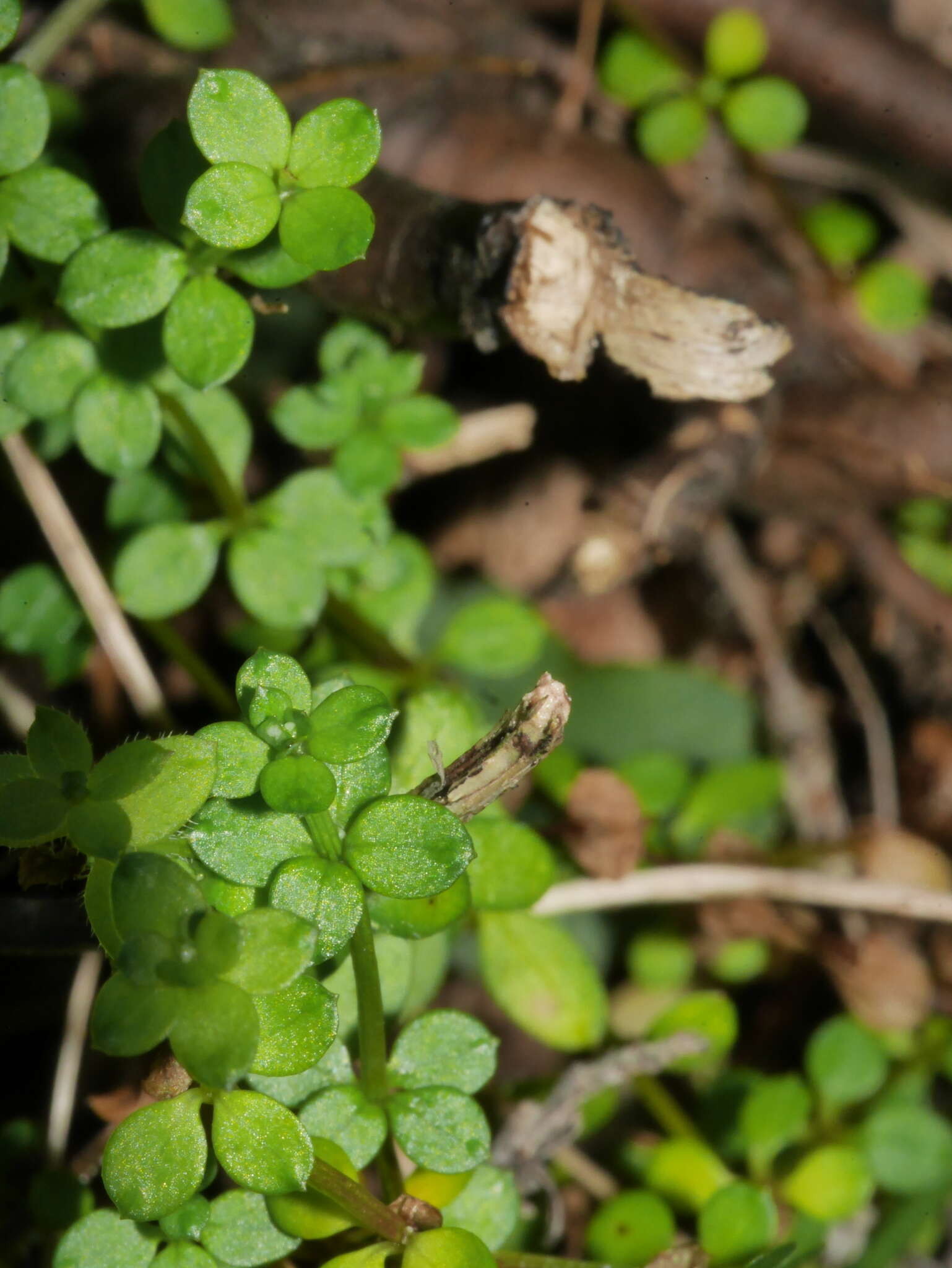 Image of Galium propinquum A. Cunn.