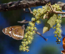 Image of Croton magneticus Airy Shaw