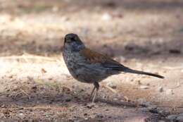 Image of Yellow-eyed Junco