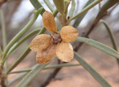 صورة Eremophila oppositifolia R. Br.