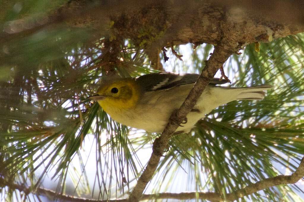 Image of Hermit Warbler