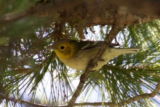 Image of Hermit Warbler