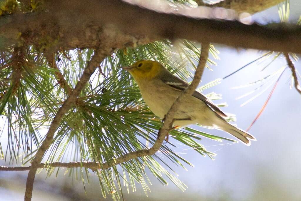 Image of Hermit Warbler